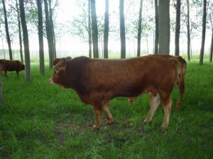 toro limousin dgalai