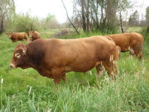 toro limousin pachi 2