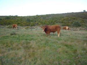 toro limousin